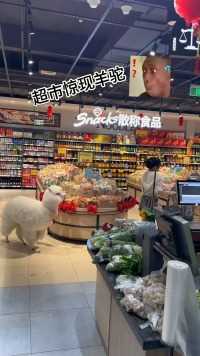 羊驼逛超市 面对美食的诱惑，能管住嘴吗？