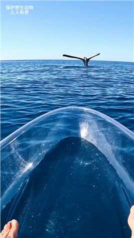 有无懂哥来解释一下#鲸鱼  #拥抱大海  #带你看世界