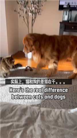 猫和狗的思维差异在于。。#狗狗  #猫星人  #萌宠