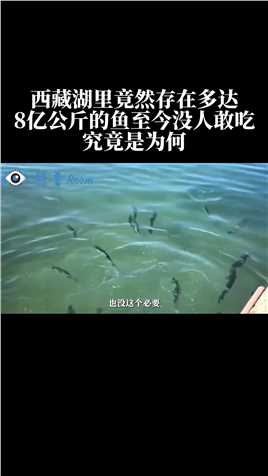 西藏湖里竟然存在多达8亿公斤的鱼，至今没人敢吃，究竟是为何#西藏#鱼#旅行#看世界 (3)
