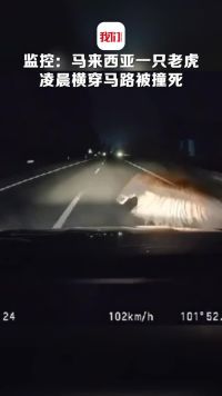 马来西亚一只老虎凌晨横穿马路被撞死 行车记录仪拍下事发瞬间