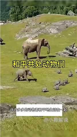 #大象 #动物