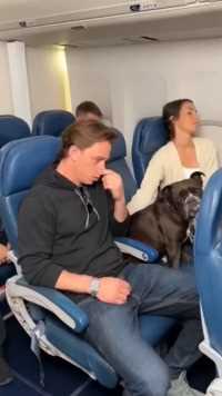 狗狗坐飞机被嫌弃