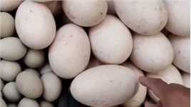 鹅蛋为什么很少有人吃？也很少有鹅蛋卖？看后才知道，涨知识了！