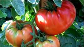 为什么现在的西红柿没有以前好吃？老菜农给我们讲出了实情