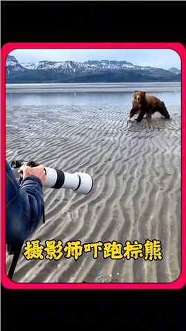 摄影师吓跑棕熊 