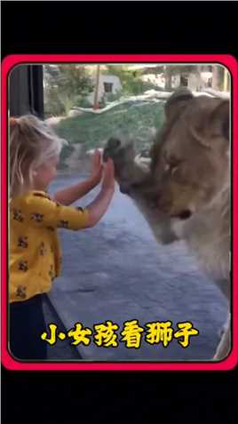 小女孩逗狮子 