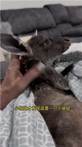 国外小姐姐在偷猎者手中救下一只袋鼠婴儿决定带回家照顾，看看会发生什么奇妙的事