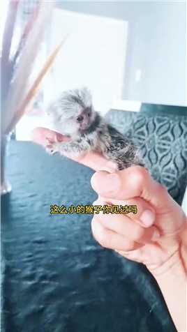 国外小姐姐买了一只手指猴，没想到长大后带来意外惊喜