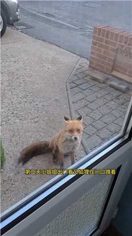 国外小姐姐在上班路上遇到一只狐狸，好心把早餐给它吃，没想到带来意外惊喜