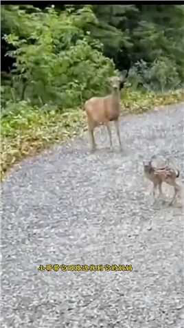 国外小哥在马路上好心救助了一只可爱的小鹿，没想到长大以后带来了意外惊喜
