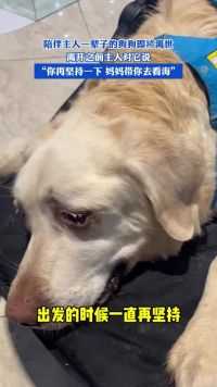 陪伴主人一辈子的狗狗即将离世，离开之前主