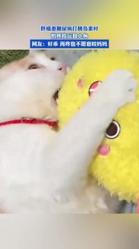 胖橘患糖尿病打胰岛素时，怕疼咬玩具小鱼，