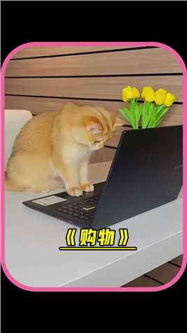 猫咪竟然学会了网上购物