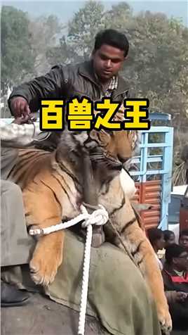 百兽之王的老虎竟然被抓了，实在是太惨了