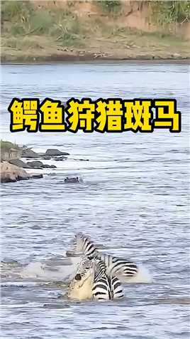 鳄鱼埋伏在河里狩猎斑马