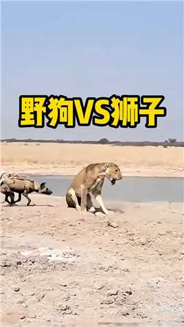 野狗群围攻狮子，仇人见面分外眼红！