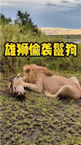 雄狮偷袭正在睡觉的鬣狗，真的是太惨了！
