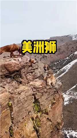 美洲狮被狗子逼到了悬崖峭壁之上 