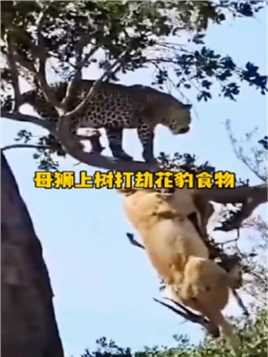 母狮上树抢夺花豹食物