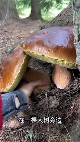 不知道的还以为这是假的呢，蘑菇长的像面包