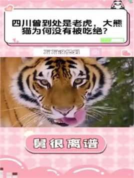 四川曾到处是老虎，大熊猫为何没有被吃绝？