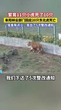 阜阳林业部门回应20只东北虎死亡： #东北虎 的笼舍有点小，发出了5次整改通知。