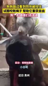 近日贵州，狗狗路过看到同伴被拴住，试图咬断绳子 帮助它重获自由，狗：走，跟哥们去流浪