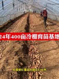 2024每年采用新茬地400亩培育冷棚红薯苗，品种齐全，可以预定啦