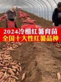 2024年冷棚育苗工作全面开始 全国十大性红薯品种，保证红薯苗品质品种纯度，分享交流红薯种植技术