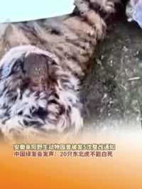 5月15日（报道），安徽阜阳野生动物园曾被发5次整改通知，中国绿发会发声：20只东北虎不能白死。