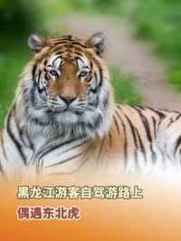 6月8日，吉林延边，黑龙江女子自驾游从绥芬河去往延吉135县道上，偶遇三只野生东北虎。