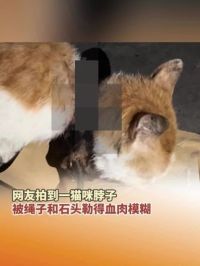 6月9日，四川，网友拍到一猫咪脖子被绳子和石头勒得血肉模糊。不清楚是否是人为，已经联系了救助团队。