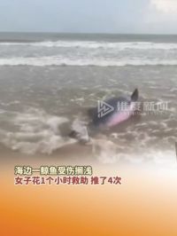 6月18日，广西防城港，鲸鱼受伤搁浅，女子停工帮忙救援。#鲸鱼搁浅 #防城港