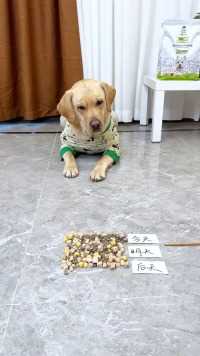 狗：养不起早说，求你饶过我…#萌宠出道计划 #拉布拉多 #诚实一口狗粮.