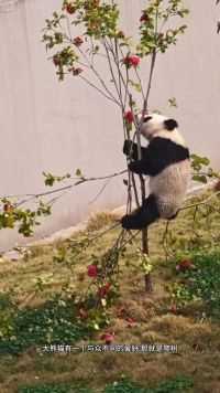 大熊猫都喜欢爬树，不管树是大还是小#爱护大熊猫人人有责#野生动物零距离#动物的迷惑行为