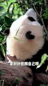 熊猫花花教你放松身体，照顾自己～国宝的生活技巧还不赶快用起来。#大熊猫#花花编辑：豆子