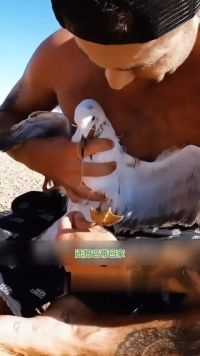 男子在海边救了一只被困的海鸥，结果海鸥带着家人来报恩#记录可爱的动物#萌宠#萌宠