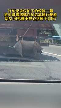 行车记录仪拍下的惊险一幕
货车将猪猪绑在车后高速行驶着
网友:司机就不担心猪掉下去吗?