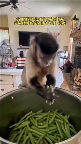 小猴懂得感恩经常帮做家务，主人特地给它准备了生日礼物