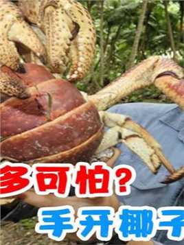 椰子蟹有多可怕？手开椰子捕食大鸟，传说还会吃人