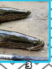 蛇头鱼在美国泛滥成灾，条条长得体胖肥圆，为什么他们不吃？ 