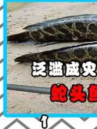 蛇头鱼在美国泛滥成灾，条条长得体胖肥圆，为什么他们不吃？ 