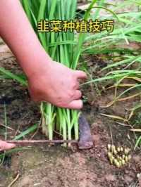 韭菜种植技巧
