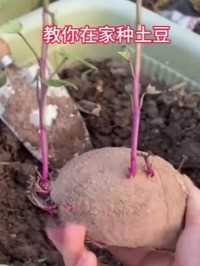家里发了芽的土豆，不要扔，我教你在家种土豆，几个月后就能吃上很多小土豆了