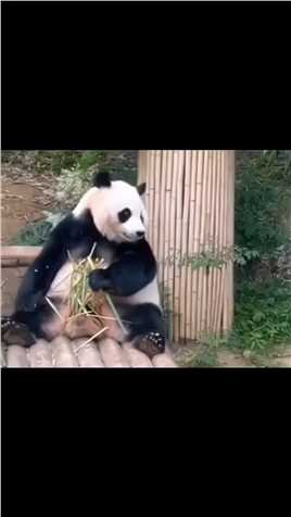 爱宝看着福宝嚯嚯花园，深深地叹了口气#大熊猫福宝 