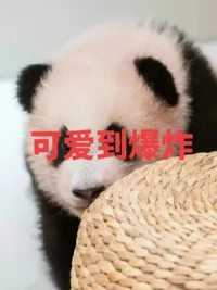 如果可爱犯法的话 福宝应该得判无期徒刑 真的太可爱了#大熊猫福宝 #国宝熊猫 #来这吸熊猫 #大熊猫