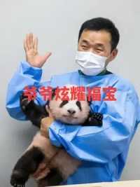 福宝出生15天就能睁眼 这在学术界是第一例#大熊猫福宝 #来这吸熊猫 #国宝熊猫