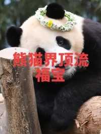 等不到的你 #多想再见你一面 #五月的风等不来六月的雨 福宝不愧为熊猫界顶流 在韩国的人气比明星还要高 每天都是人山人海 #大熊猫福宝