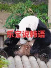 乐宝半夜被宋奶爸吵醒 气的乐宝飙韩语抱怨#大熊猫乐宝 #国宝熊猫 #大熊猫